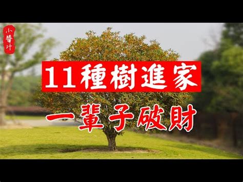 桂花風水五行|桂花的風水知識